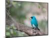A Swallow Tanager Perching on Tree Branch in Sao Paulo's Ibirapuera Park-Alex Saberi-Mounted Photographic Print