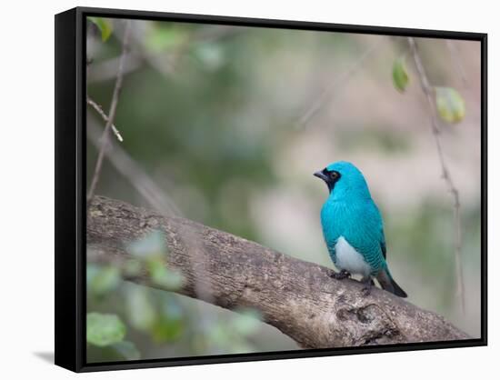 A Swallow Tanager Perching on Tree Branch in Sao Paulo's Ibirapuera Park-Alex Saberi-Framed Stretched Canvas