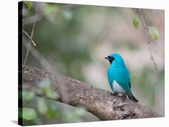 A Swallow Tanager Perching on Tree Branch in Sao Paulo's Ibirapuera Park-Alex Saberi-Stretched Canvas