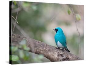 A Swallow Tanager Perching on Tree Branch in Sao Paulo's Ibirapuera Park-Alex Saberi-Stretched Canvas