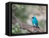 A Swallow Tanager Perching on Tree Branch in Sao Paulo's Ibirapuera Park-Alex Saberi-Framed Stretched Canvas