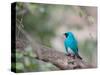 A Swallow Tanager Perching on Tree Branch in Sao Paulo's Ibirapuera Park-Alex Saberi-Stretched Canvas