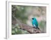 A Swallow Tanager Perching on Tree Branch in Sao Paulo's Ibirapuera Park-Alex Saberi-Framed Photographic Print