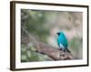 A Swallow Tanager Perching on Tree Branch in Sao Paulo's Ibirapuera Park-Alex Saberi-Framed Photographic Print