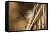 A Swamp Sparrow in a Virginia Wetland-Neil Losin-Framed Stretched Canvas