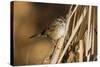 A Swamp Sparrow in a Virginia Wetland-Neil Losin-Stretched Canvas