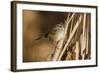A Swamp Sparrow in a Virginia Wetland-Neil Losin-Framed Photographic Print