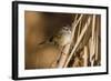 A Swamp Sparrow in a Virginia Wetland-Neil Losin-Framed Photographic Print