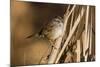 A Swamp Sparrow in a Virginia Wetland-Neil Losin-Mounted Photographic Print