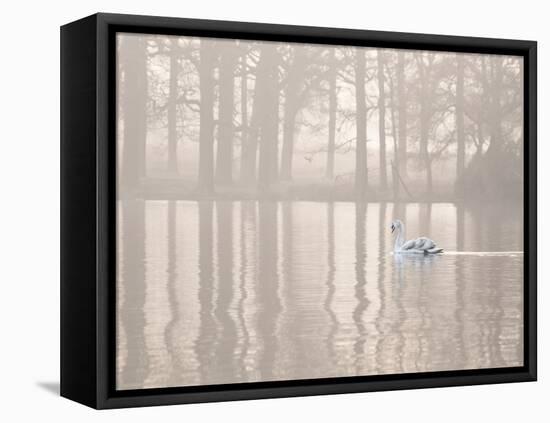 A Swan Glides Through Pen Ponds in Richmond Park at Sunrise-Alex Saberi-Framed Stretched Canvas