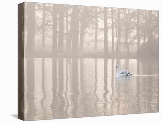 A Swan Glides Through Pen Ponds in Richmond Park at Sunrise-Alex Saberi-Stretched Canvas