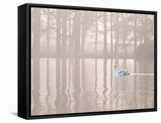 A Swan Glides Through Pen Ponds in Richmond Park at Sunrise-Alex Saberi-Framed Stretched Canvas