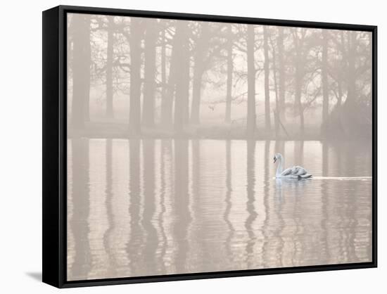 A Swan Glides Through Pen Ponds in Richmond Park at Sunrise-Alex Saberi-Framed Stretched Canvas