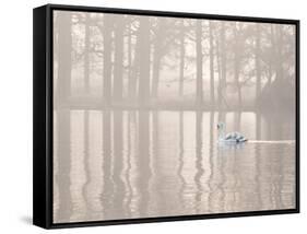 A Swan Glides Through Pen Ponds in Richmond Park at Sunrise-Alex Saberi-Framed Stretched Canvas