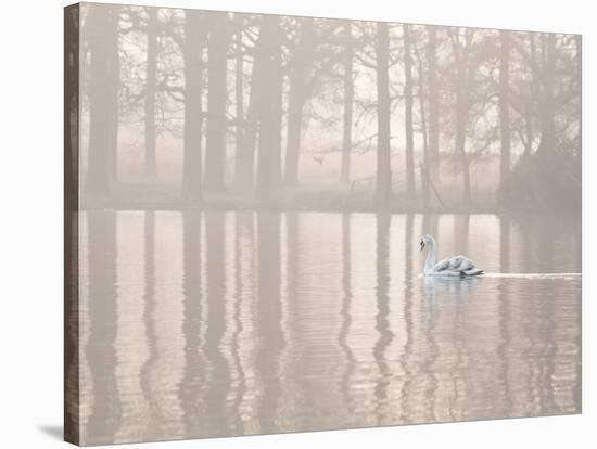 A Swan Glides Through Pen Ponds in Richmond Park at Sunrise-Alex Saberi-Stretched Canvas