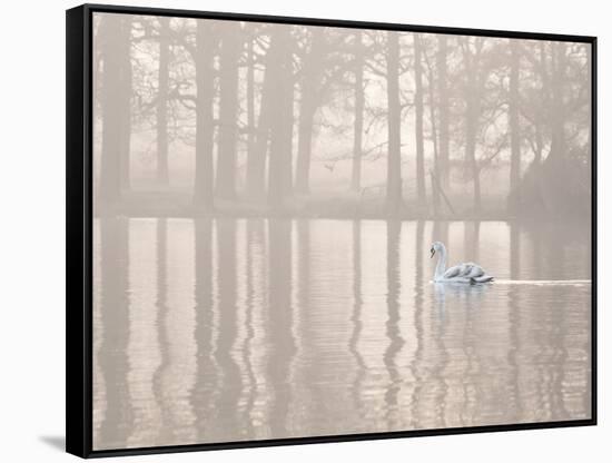 A Swan Glides Through Pen Ponds in Richmond Park at Sunrise-Alex Saberi-Framed Stretched Canvas