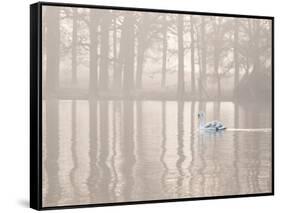 A Swan Glides Through Pen Ponds in Richmond Park at Sunrise-Alex Saberi-Framed Stretched Canvas