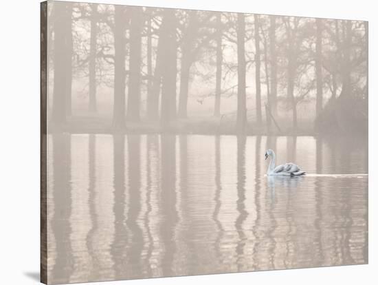 A Swan Glides Through Pen Ponds in Richmond Park at Sunrise-Alex Saberi-Stretched Canvas