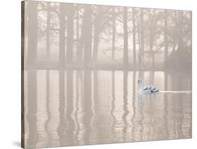 A Swan Glides Through Pen Ponds in Richmond Park at Sunrise-Alex Saberi-Stretched Canvas