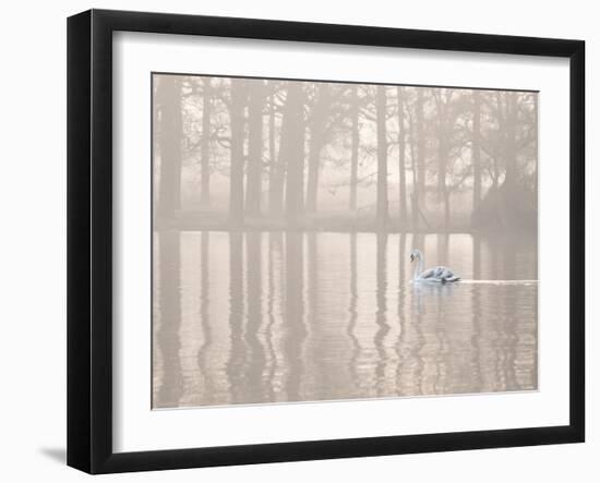 A Swan Glides Through Pen Ponds in Richmond Park at Sunrise-Alex Saberi-Framed Premium Photographic Print