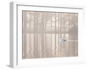 A Swan Glides Through Pen Ponds in Richmond Park at Sunrise-Alex Saberi-Framed Premium Photographic Print