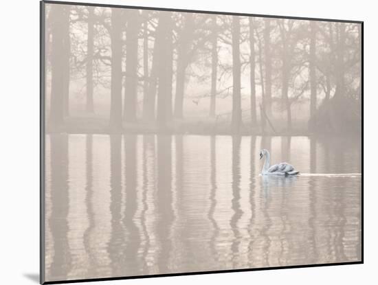 A Swan Glides Through Pen Ponds in Richmond Park at Sunrise-Alex Saberi-Mounted Premium Photographic Print