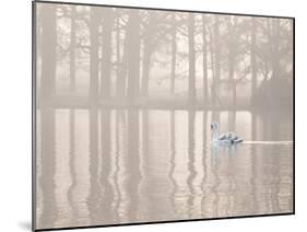 A Swan Glides Through Pen Ponds in Richmond Park at Sunrise-Alex Saberi-Mounted Premium Photographic Print