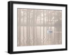 A Swan Glides Through Pen Ponds in Richmond Park at Sunrise-Alex Saberi-Framed Photographic Print