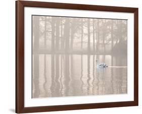 A Swan Glides Through Pen Ponds in Richmond Park at Sunrise-Alex Saberi-Framed Photographic Print