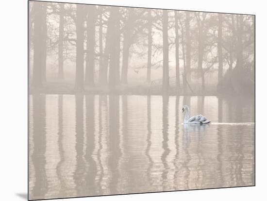 A Swan Glides Through Pen Ponds in Richmond Park at Sunrise-Alex Saberi-Mounted Photographic Print