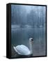 A Swan Swims on the Water in a Park Near Sarajevo-null-Framed Stretched Canvas