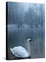 A Swan Swims on the Water in a Park Near Sarajevo-null-Stretched Canvas