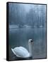 A Swan Swims on the Water in a Park Near Sarajevo-null-Framed Stretched Canvas