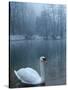 A Swan Swims on the Water in a Park Near Sarajevo-null-Stretched Canvas