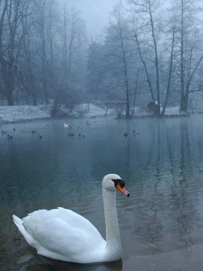 'A Swan Swims on the Water in a Park Near Sarajevo' Photographic Print ...