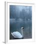 A Swan Swims on the Water in a Park Near Sarajevo-null-Framed Photographic Print