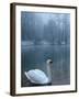 A Swan Swims on the Water in a Park Near Sarajevo-null-Framed Photographic Print