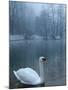 A Swan Swims on the Water in a Park Near Sarajevo-null-Mounted Photographic Print