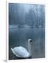 A Swan Swims on the Water in a Park Near Sarajevo-null-Framed Photographic Print