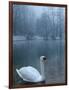 A Swan Swims on the Water in a Park Near Sarajevo-null-Framed Photographic Print