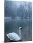 A Swan Swims on the Water in a Park Near Sarajevo-null-Mounted Photographic Print