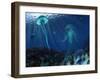 A Swarm of Jellyfish Swim the Panthalassic Ocean-Stocktrek Images-Framed Photographic Print