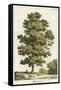 A Sweet Chestnut Tree-null-Framed Stretched Canvas