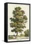 A Sweet Chestnut Tree-null-Framed Stretched Canvas