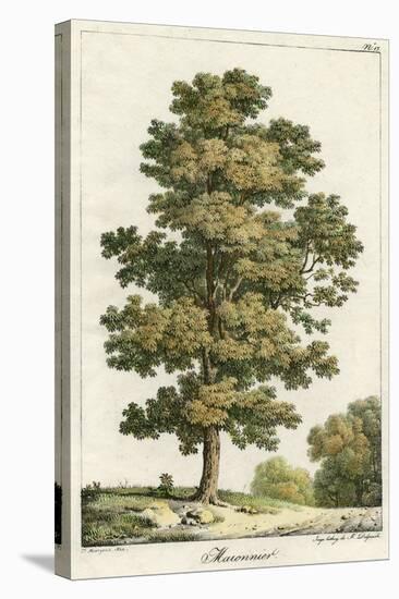 A Sweet Chestnut Tree-null-Stretched Canvas