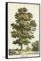 A Sweet Chestnut Tree-null-Framed Stretched Canvas