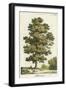 A Sweet Chestnut Tree-null-Framed Art Print