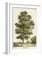 A Sweet Chestnut Tree-null-Framed Art Print