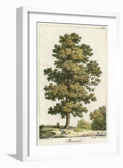 A Sweet Chestnut Tree-null-Framed Art Print