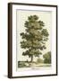 A Sweet Chestnut Tree-null-Framed Art Print